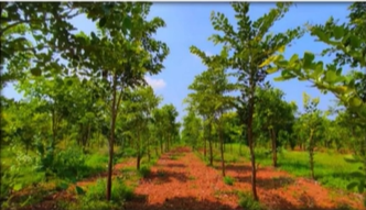 Premium Redsandal Farms High-value Red Sandalwood Cultivation