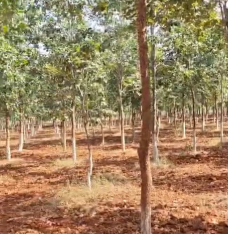 Red Sandalwood farmland in Palnadu, Prakasam & Nellore districts